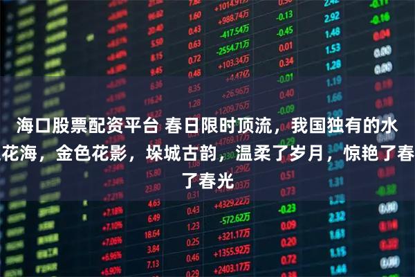 海口股票配资平台 春日限时顶流，我国独有的水上花海，金色花影，垛城古韵，温柔了岁月，惊艳了春光